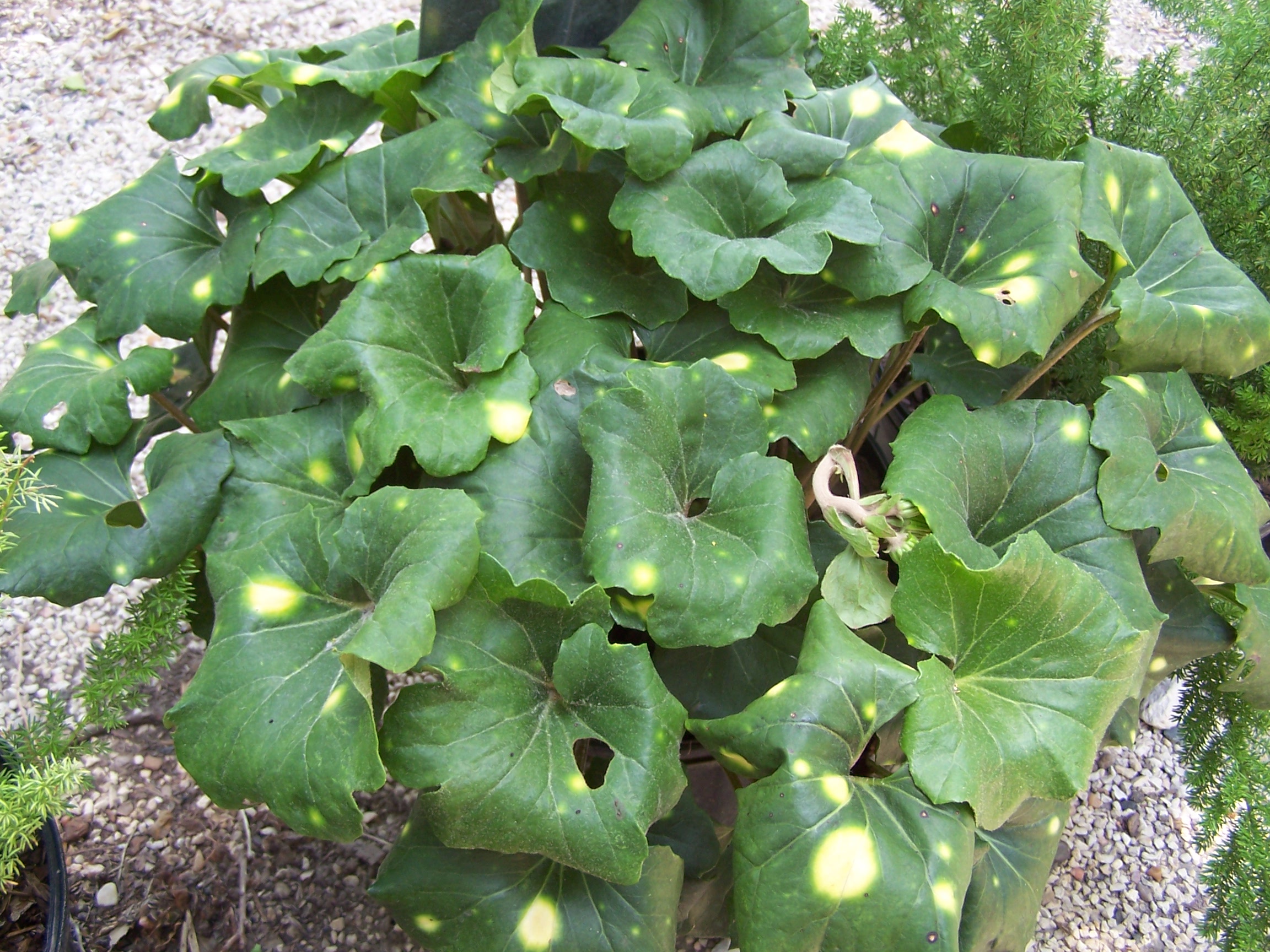 Giant, Curly or Spotted...Pick one! RCW Nurseries